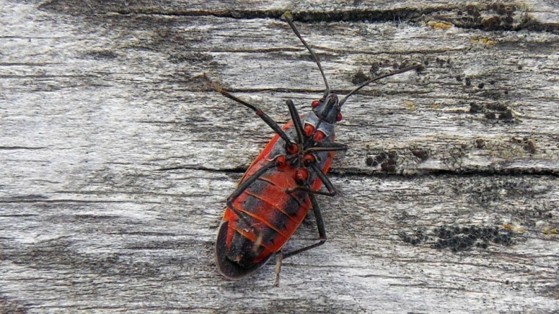 2024-09-19 17.51.14 Boxelder Bug (Boisea trivittata) AKA Maple Bug, Box Bug